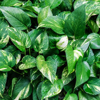 Epipremnum