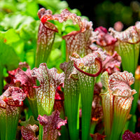 Sarracenia