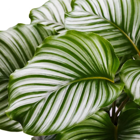 Calathea