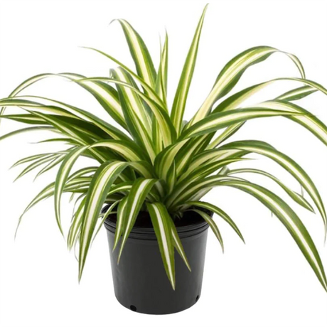 Chlorophytum