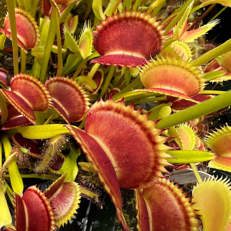 Dionaea
