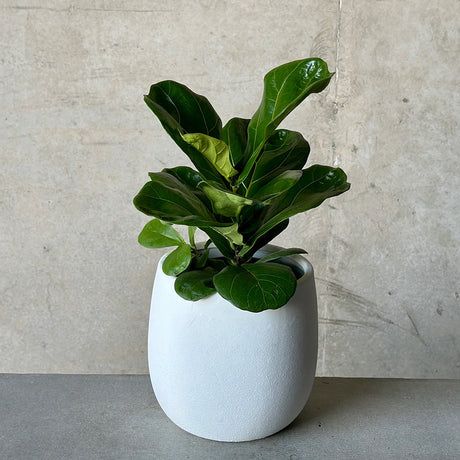 Ficus