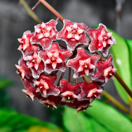 Hoya