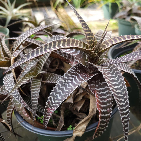 Orthophytum