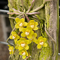 Other Orchids