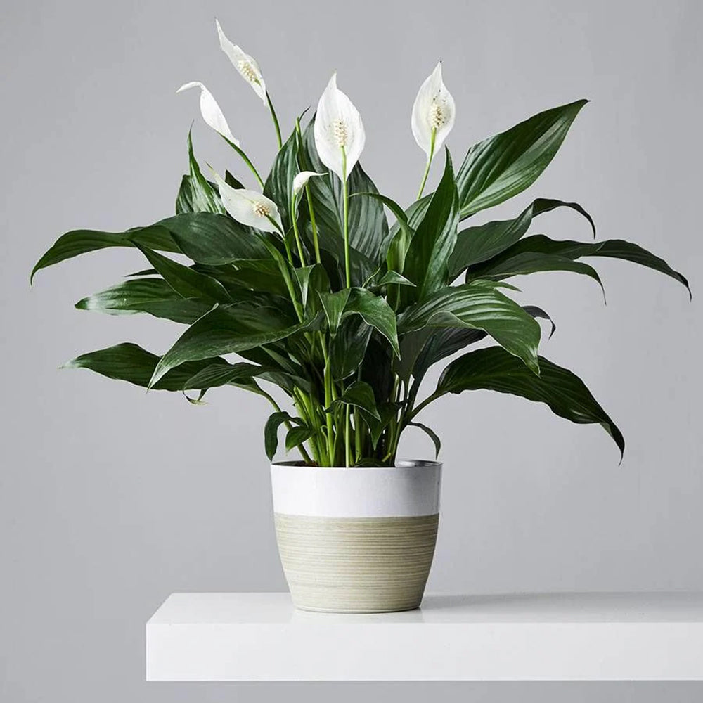 Spathiphyllum