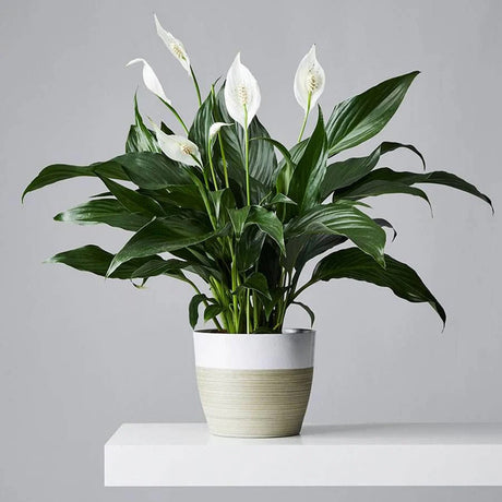 Spathiphyllum