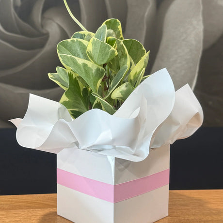 Wrapping