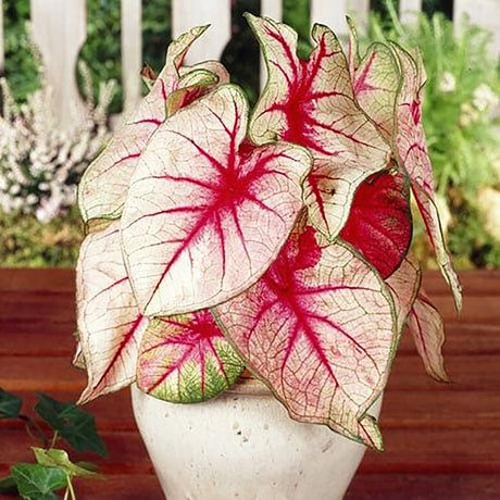 Caladium