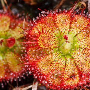 Drosera