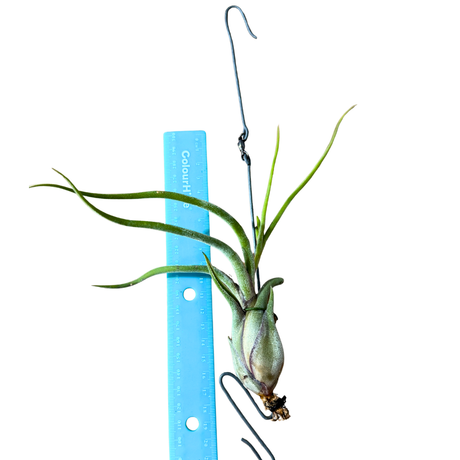 Tillandsia seleriana