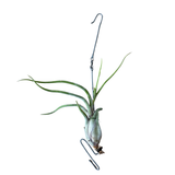 Tillandsia seleriana