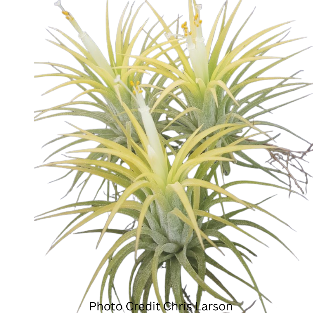 Tillandsia Ionantha 'Druid'