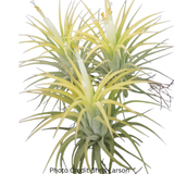 Tillandsia Ionantha 'Druid'