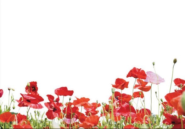 Card Plain Poppies Lower Third