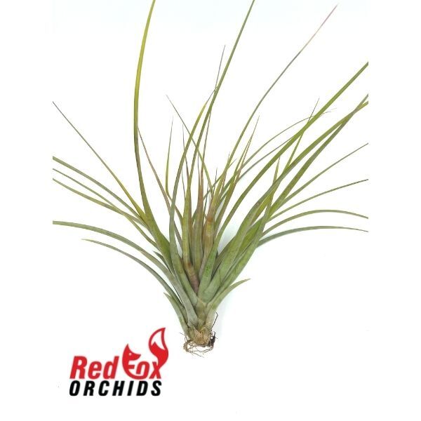 Tillandsia Widgee