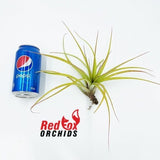 Tillandsia ‘Chiquininga’