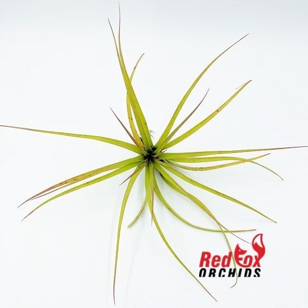 Tillandsia ‘Chiquininga’
