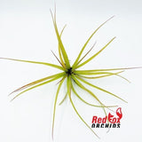 Tillandsia ‘Chiquininga’