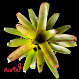 Vriesea delicatula