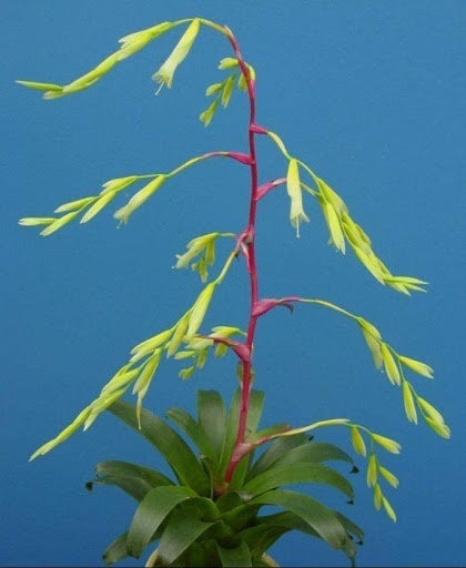 Vriesea delicatula