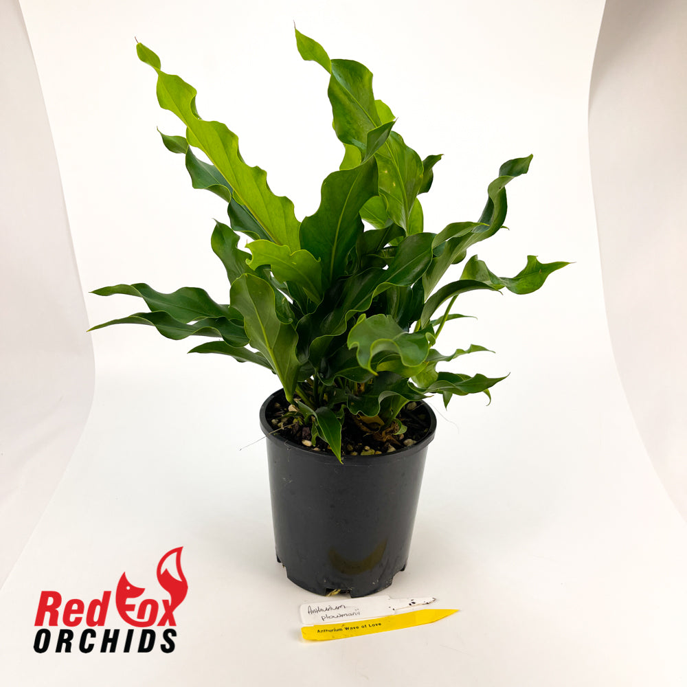 Anthurium plowmanii (Wave of Love)