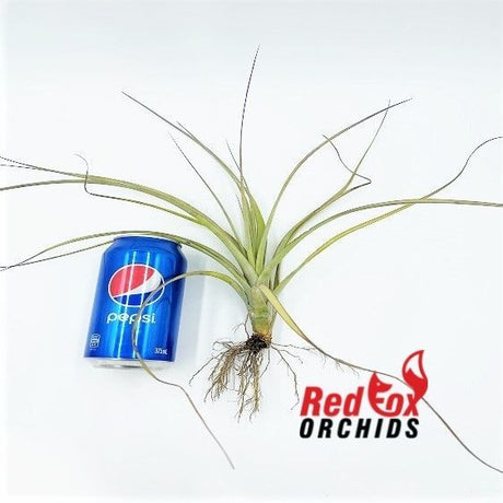 Tillandsia x smalliana