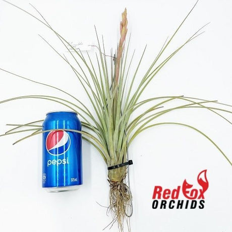 Tillandsia fasciculata v. densispica