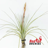 Tillandsia fasciculata v. densispica