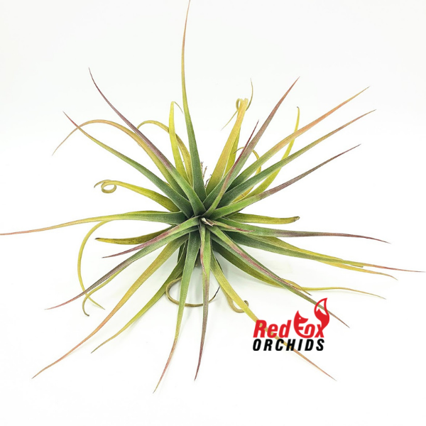 Tillandsia Redy