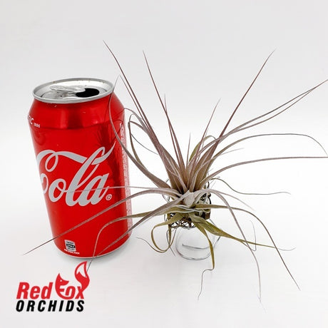Tillandsia gardneri