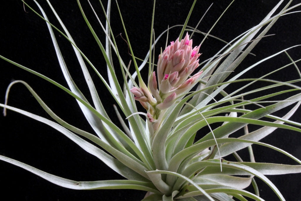 Tillandsia gardneri