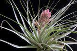 Tillandsia gardneri