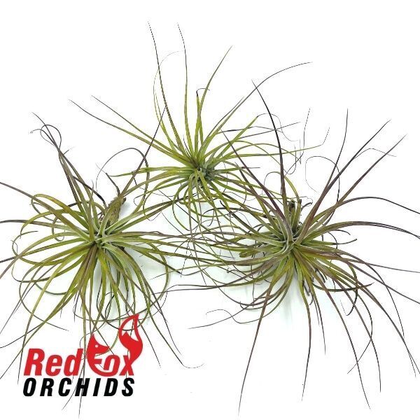 Tillandsia Stricta – Red Fox Orchids