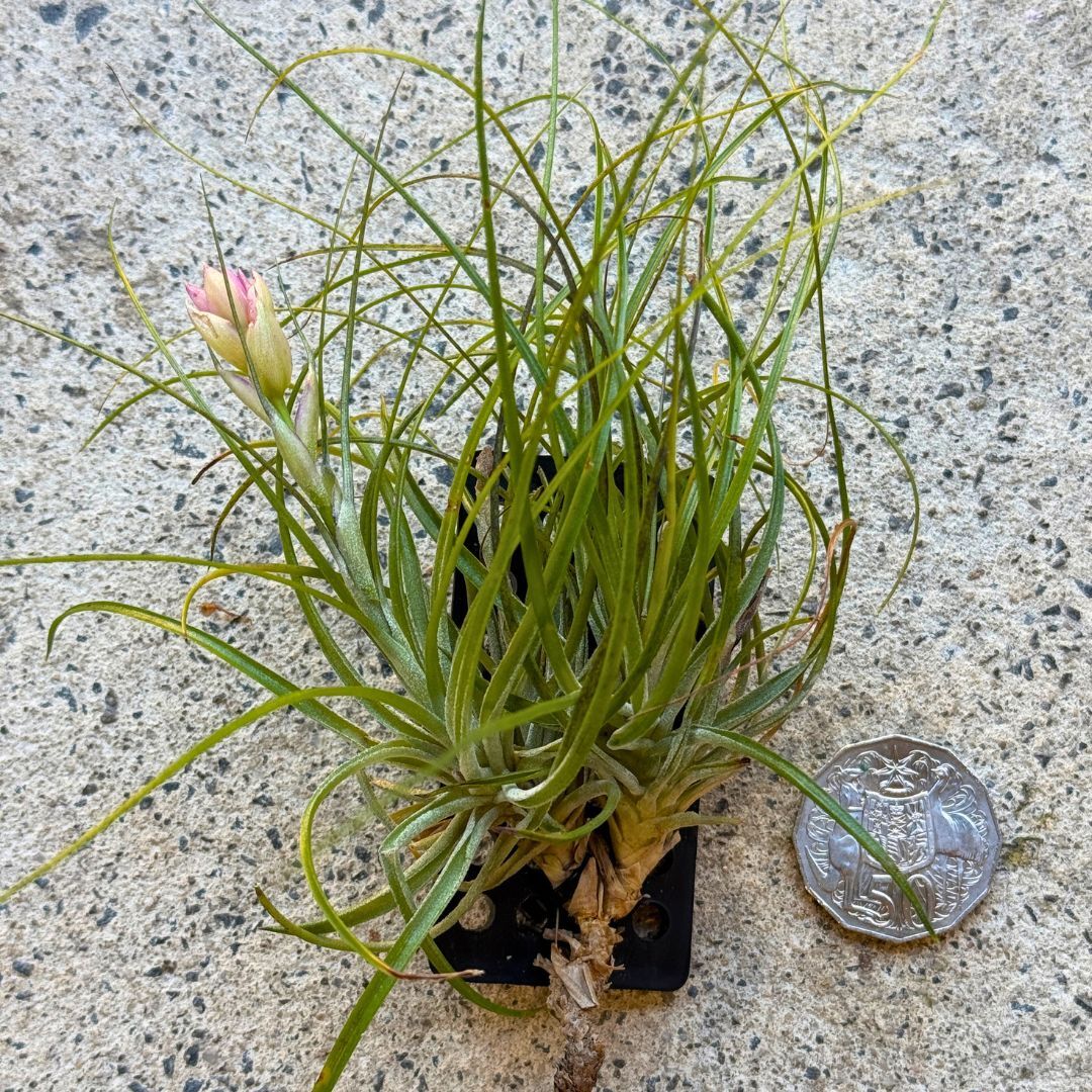 Tillandsia Stricta – Red Fox Orchids