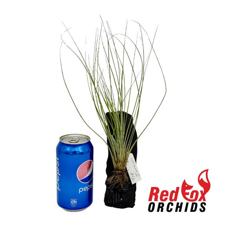 Tillandsia juncea