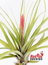 Tillandsia barclayana var minor