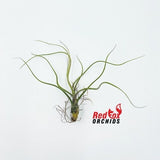 Tillandsia butzii