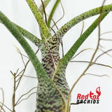 Tillandsia butzii