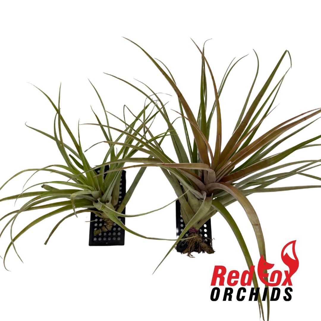 Tillandsia riohondoensis