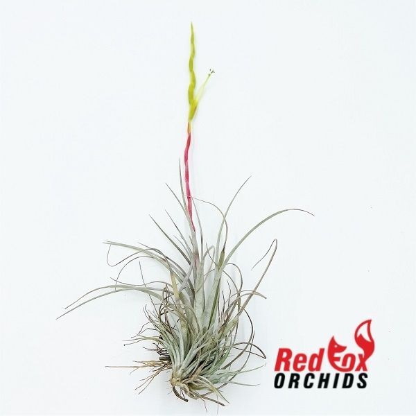 Tillandsia pringeli