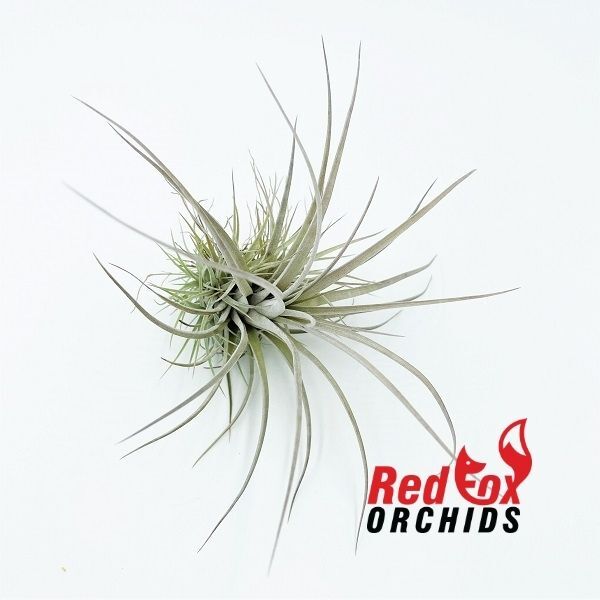 Tillandsia pringeli