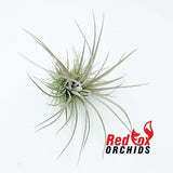 Tillandsia pringeli