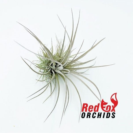 Tillandsia pringeli