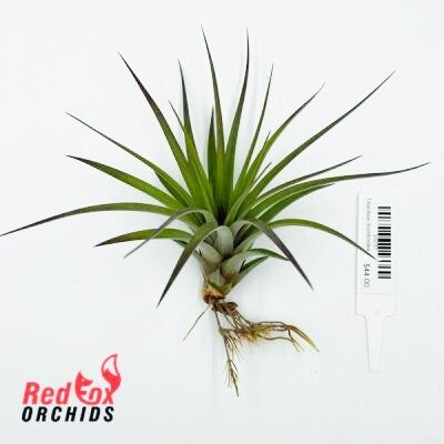 Tillandsia rhomboidea