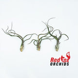 Tillandsia bulbosa 'Silver'
