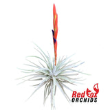 Tillandsia espinosae