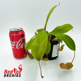 Nepenthes alata