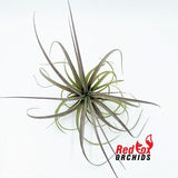 Tillandsia Jes
