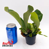 Platycerium Netherlands